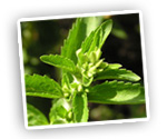 stevia