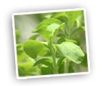 stevia