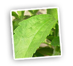 stevia